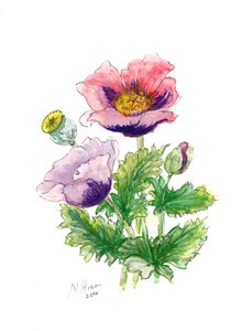 Papaver, 2001 door Nell Hill